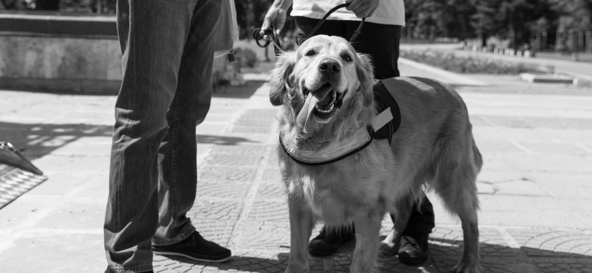 An assistance dog is trained to aid or assist an individual with a disability.