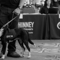 Parkinson's service dog guides owner at educational event