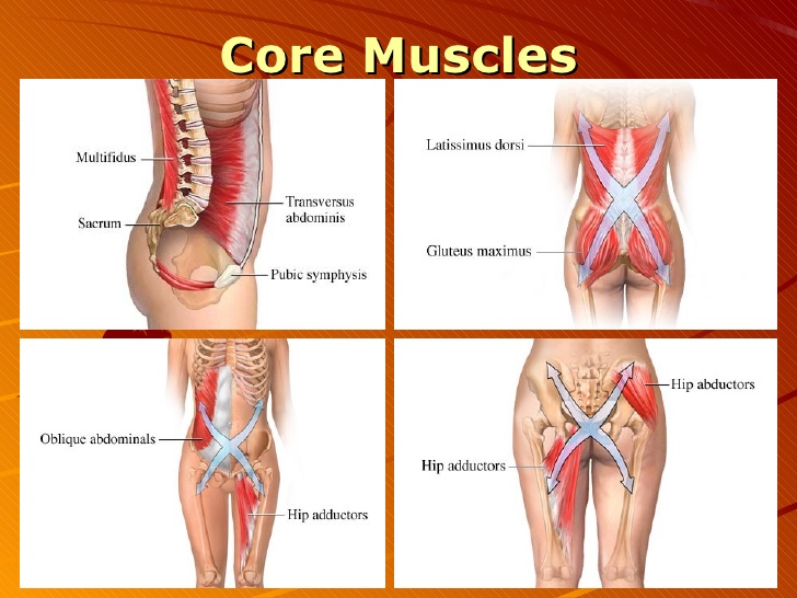 Anatomy - Core Muscles - Davis Phinney Foundation