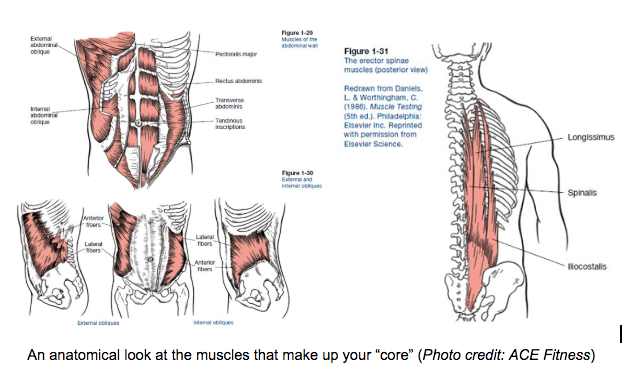ACE Core Muscles