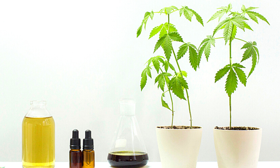 oil droppers next to cannabis plants