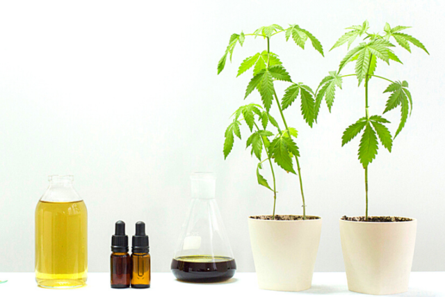 oil droppers next to cannabis plants