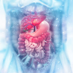 Enlarged image of human digestive tract
