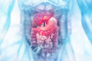 Enlarged image of human digestive tract