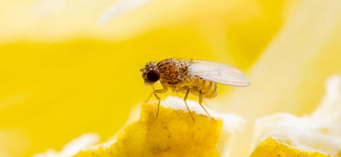 Tropical Fruit Fly on piece of fruit for Parkinson's research study