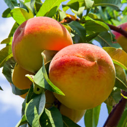 Ripe peaches hang from the tree against a cloudy blue sky