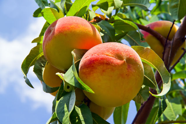 Ripe peaches hang from the tree against a cloudy blue sky