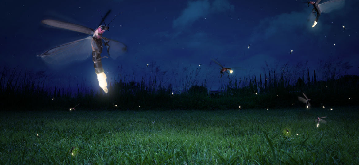fireflies on a grass field at night