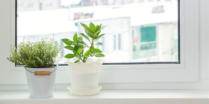 Plants on windowsill
