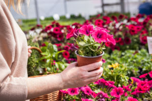 Woman choosing petunia flower to buy at garden center