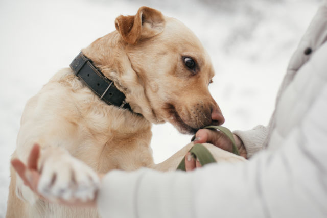 golden labrador sniffing person's hands