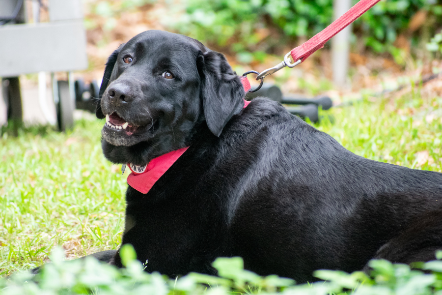 Paul Ruby and Roland: A Parkinson’s Service Dog Tale