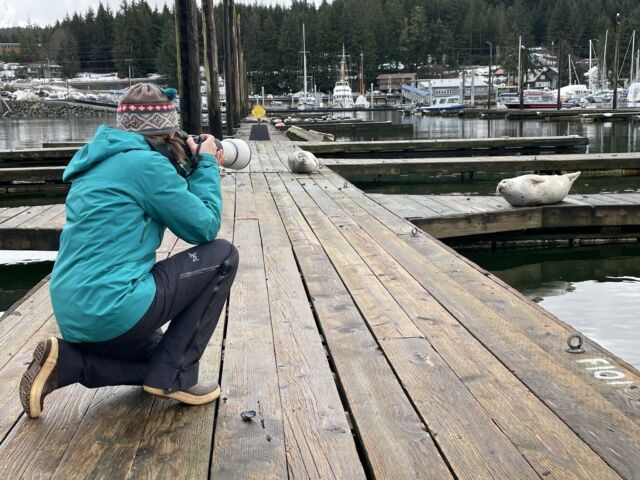 Kerry photographing harbor seals