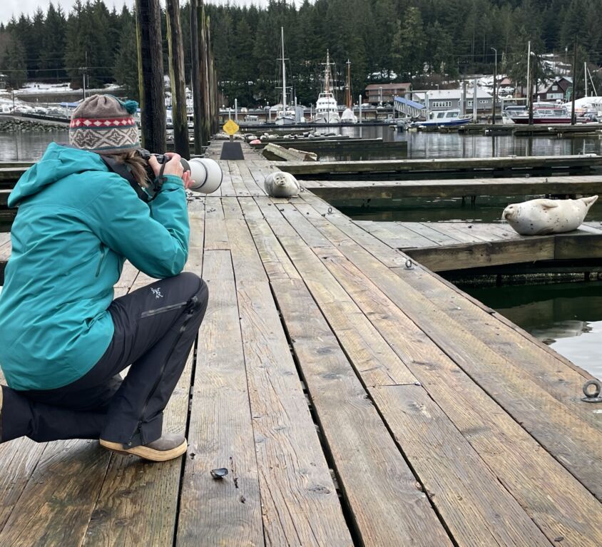 Kerry photographing harbor seals